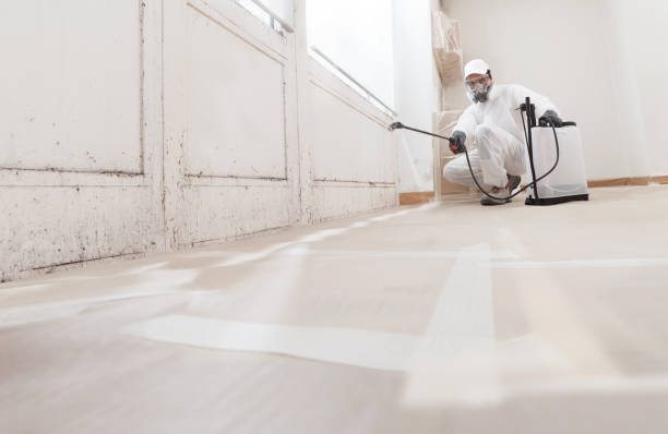 Black mold remediation team in Raleigh