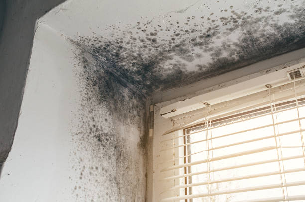 Mold Remediation service in Raleigh, Raleigh, NC